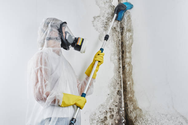 Best Preventive Mold Services in Solomon, KS