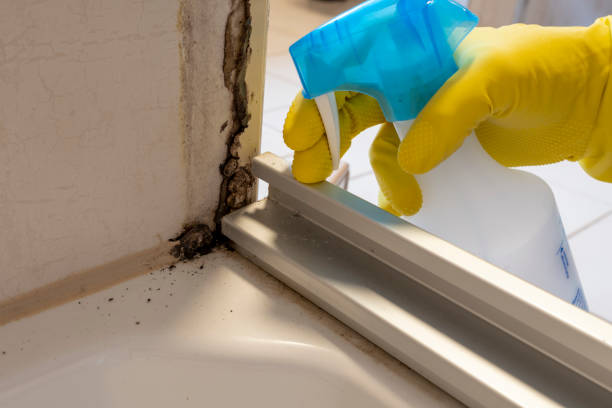 Best Residential Mold Remediation in Solomon, KS